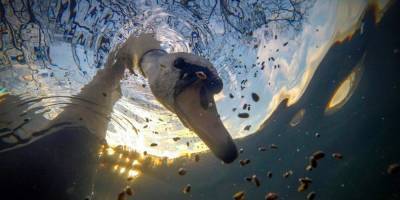 Акулы в Полинезии и любопытный лебедь. Определены лучшие подводные снимки 2020 года