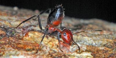 Исследователи нашли новый вид «взрывающихся муравьев», о котором раньше и не догадывались