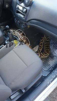 В Харькове таксиста напугала змея в багаже клиента