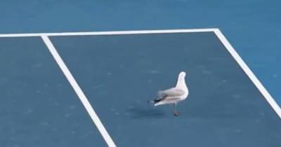 В Мельбурне теннисный матч прерывали из-за атаки чаек на корт (видео)