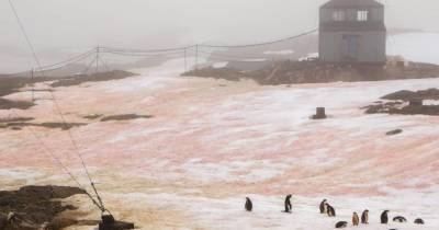 Розовый и зеленый снег заметили у украинской антарктической станции