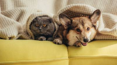 Ученые заявили о «крайне низкой» вероятности заразиться COVID-19 от кошек и собак