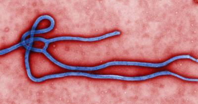 Вспышка Эболы зафиксирована в Гвинее и ДР Конго