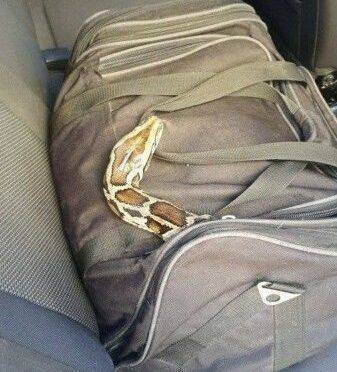 В Харькове в такси из сумки, которую нужно было перевезти, выползла змея (ФОТО)