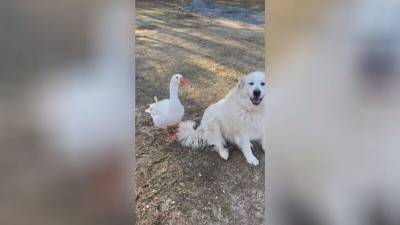 Белая гусыня спасла собаку от коз и умилила пользователей Сети