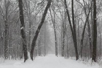 Снег снова засыплет Смоленскую область 16 февраля