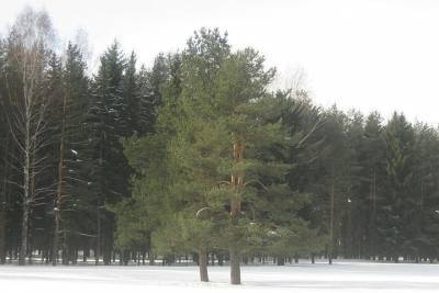 Деревья в Павловском парке вылечат за 3 млн рублей