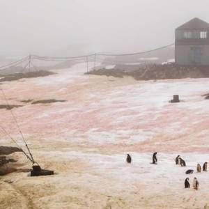В Антарктиде снег стал розовым и зеленым. Фото