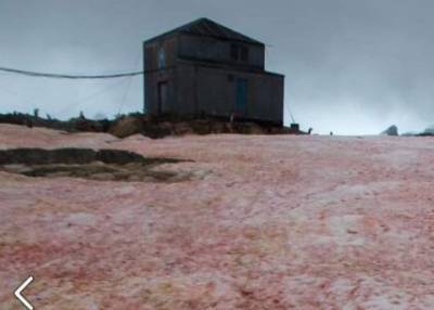На украинской научной базе в Антарктиде зацвёл снег