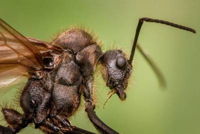 Австрийские учёные обнаружили новый вид взрывающихся муравьев