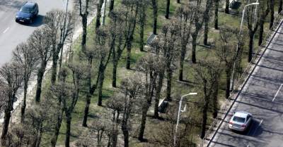 В Риге посадят новые деревья, закупка саженцев обойдется в 118 тысяч евро