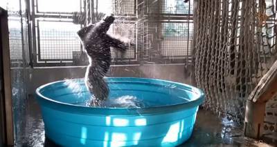 Горилла из зоопарка завораживающе танцует брейк в бассейне. Видео - ru.armeniasputnik.am
