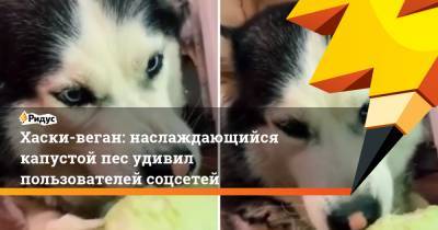 Хаски-веган: наслаждающийся капустой пес удивил пользователей соцсетей