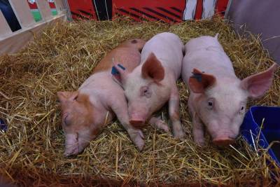 Разрешил ли Конституционный суд разводить свиней в саду? - skuke.net - Россия
