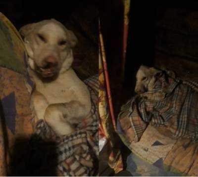 В Коми так и не смогли найти хозяина для искалеченной собаки по кличке Тузик