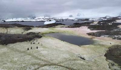 В Антарктиде появился снег зеленого и малинового цветов