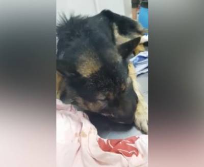В Кузбассе волонтёры спасают собаку с железной петлёй на шее