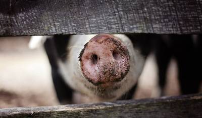 187 свиней и коз погибли в пожаре на ферме под Тюменью