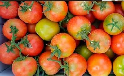 Узбекистан временно запретил поставки семян томатов и перца из Турции. В них обнаружили вирус