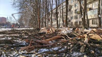 На севере Петербурга вырубили пять больных графиозом вязов