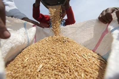 В России зкупочные цены на пшеницу обвалились накануне введения квоты на экспорт