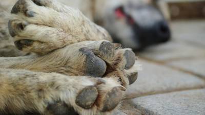 Астраханского предпринимателя осудят за махинации при стерилизации уличных собак