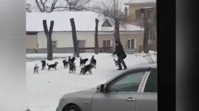 Стая собак едва не загрызла прохожего в Приморье, ФАН публикует видео