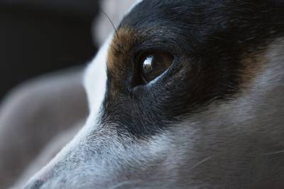 Массовая травля собак произошла в Сочи