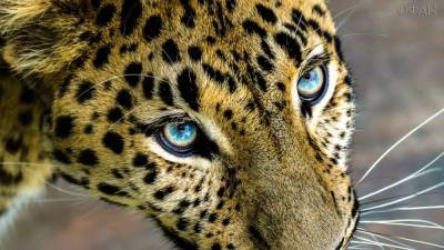 Приморец, пытавшийся продать шкуру краснокнижного леопарда, избежал тюрьмы