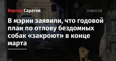 В мэрии заявили, что годовой план по отлову бездомных собак «закроют» в конце марта