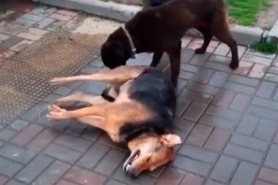 Стало известно о массовых отравлениях собак в центре популярного курорта России