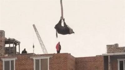 Летящая корова: в Нур-Султане животное краном подняли на крышу — видео