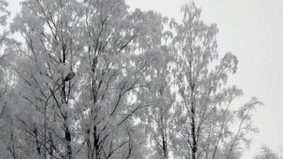 Сильный снег ожидается в Петербурге 23 февраля