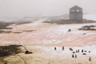 В Антарктиде «цветет» снег: теперь он зеленый и малиновый, – фото