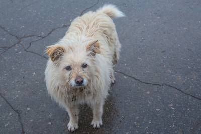 На Залесном и Трудовых резервах в Новомосковске отлавливают бродячих собак