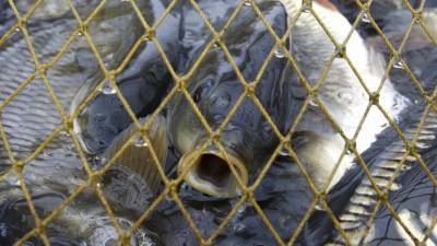В Подмосковье заявили о росте количества рыбоводных предприятий с 2013 года