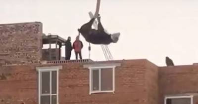 В Казахстане строители подняли корову на крышу дома для жертвоприношения