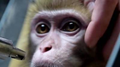 Дикие обезьяны организовали похищение и убийство грудничка в Индии