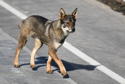 Полиция в Сочи проверит массовую гибель бездомных собак