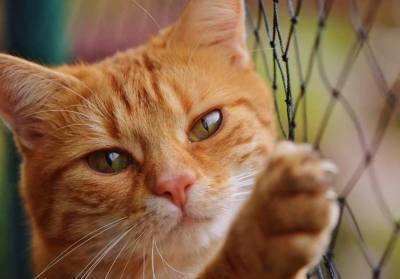 Ученые: Царапины от кошек могут вызвать симптомы шизофрении