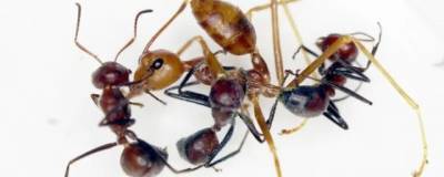 Ученые обнаружили на острове Борнео новый вид муравьев