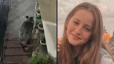 Видео: дикий кабан напал на девочку в Хайфе