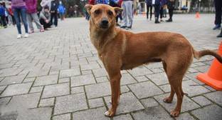 Пользователи соцсети потребовали от мэрии Сочи реакции на убийства собак