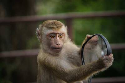 В Индии обезьяны похитили ребенка и убили его