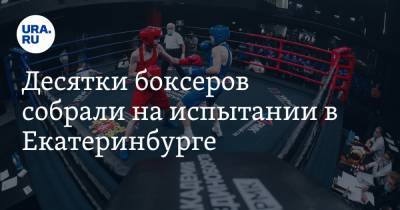 Десятки боксеров собрали на испытании в Екатеринбурге. Лучшие смогут заявить о себе на всю страну