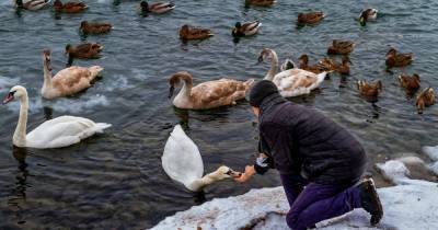 В Черновцах спасают полтысячи лебедей, которые ослабли из-за морозов и не смогли улететь