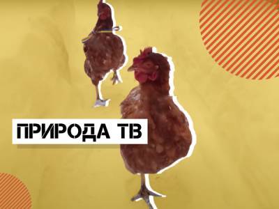 История «Природа ТВ»: как 10-летняя девочка из Львовской области влюбила тысячи взрослых в свой канал о курочках и кошке