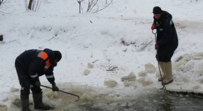 Были на грани смерти: в Ярославле спасатели пришли на помощь трехсот пятидесяти серым шейкам