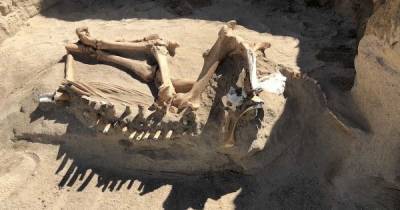 Путаница эпохи. Скелет найденного в Юте "дикого" копытного на самом деле принадлежит обычной лошади