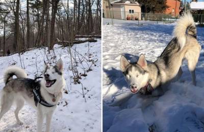 Реакция слепой собаки на снег растрогала пользователей Сети